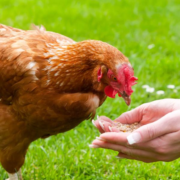 Imagem da galinha.jpg